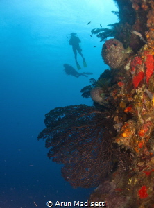 Reef scenic at Scotts head Pinnacles by Arun Madisetti 
